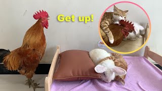 The rooster called the kitten and the rabbit to wake up but the kitten tamed him and slept with him [upl. by Ielarol]