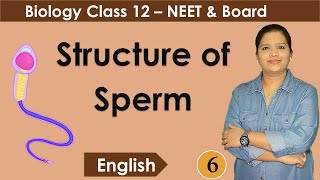 Structure of a Spermatozoon  NCERT Class 12 Biology [upl. by Sager]