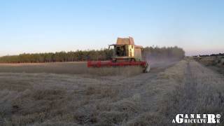 Claas Lexion 670 cosechando centeno  Claas Lexion 670 harvesting rye HD GoPro [upl. by Leunammi]