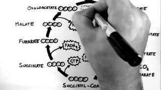 Cellular Respiration 3  TCA Cycle Krebs Cycle [upl. by Lupee]