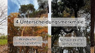 Waldkiefer und Schwarzkiefer unterscheiden 4 Merkmale [upl. by Anotyad]