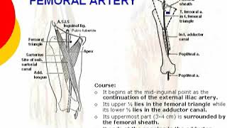 055 femoral artery  lower limb  anatomy by dr ahmed kamal [upl. by Krum]