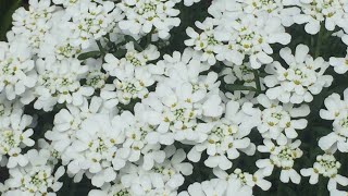 Candytuft Iberis Sempervirens  Prune After Spring Bloom  May 18 Will They Rebloom [upl. by Asirralc]