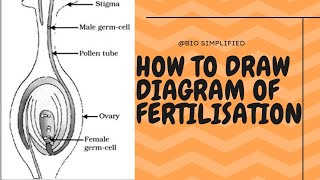 How to draw diagram of fertilisation in plants zygote formation class 7 [upl. by Roer]