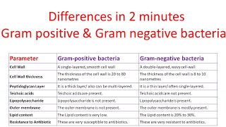 Differences between Gram positive and Gram negative bacteria  Gram positive vs Gram negative [upl. by Sinoda742]