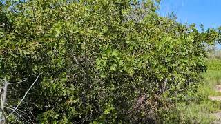 The mangroves at Wolf Branch Preserve Ruskin Florida Southern Hillsborough County [upl. by Neeli147]