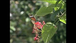 Panambi Vera  Mariposa Brillante letra en español [upl. by Yanal169]