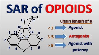 Structural Activity Relationship SAR of Opioids [upl. by Imat126]