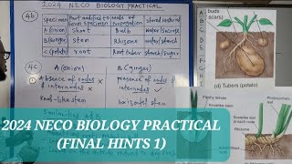 2024 NECO BIOLOGY PRACTICAL final hints 1 [upl. by Couchman]