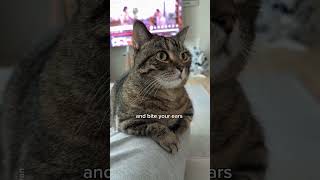 Every time I see my cat😍 shorts cat funny [upl. by Brown]