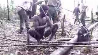 Kombai man cutting tree with a stone axe [upl. by Cora]