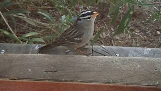 Sounds of a White Crowned Sparrow [upl. by Mckee]