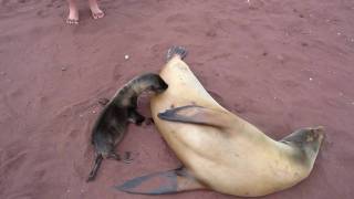 Sea lion pup getting milk from its mother [upl. by Dione]