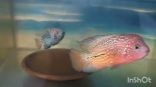 hybrid Vieja fish breeding [upl. by Aneeb]