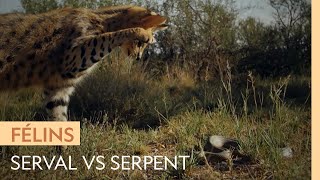 Un serval sattaque à un serpent farouche [upl. by Aicened]