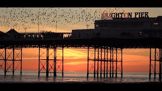 Starling Sunset Murmurations Brighton Beach [upl. by Karas]