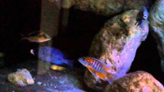 Placidochromis phenochilus Mdoka [upl. by Rein]