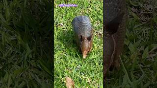 Natural fauna of Jardim Botanico de São Paulo nature [upl. by Beeson]