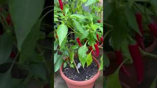 Getting Some Heat Going Plenty Of Chillies gardening chillies peppers short containergardening [upl. by Gnav]