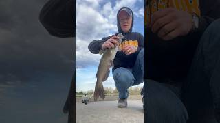 Catfish Hernia and Wild Goose Chase channelcatfish catfish swan goosechase [upl. by Asilad]