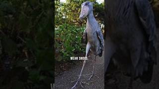 Shoebill Live From Dinosaur Age factsaboutshoebill stork birds wildlife [upl. by Zerk]