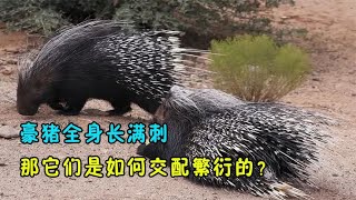 豪猪全身长满刺，能够刺死狮子，那它们是如何交配繁衍的？ [upl. by Ungley763]