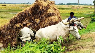 Bullock carriage cart accident with full load  Stuck with loaded paddy  Village Agriculture [upl. by Relyuhcs]