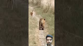 tiger attack deershorts video [upl. by Nylia]