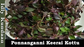 Ponnanganni Keerai Kootu Recipe in Tamilபொன்னாங்கண்ணி கீரை கூட்டு Seemai Ponnanganni Keerai Kootu [upl. by Stoffel]