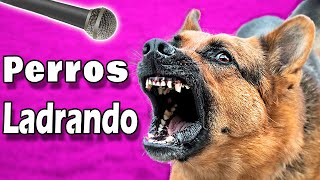 ❤️ ¡PERROS LADRANDO FUERTE para tu Perro o Gato  ¡Garantizado ❤️ [upl. by Chane]