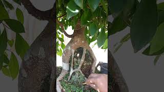 FICUSS MICROCARPA bonsai inspirasibonsai tree [upl. by Sitruc]