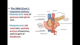 Arteries of the Digestive Tract 2  Superior Mesenteric Artery  Dr Ahmed Farid [upl. by Trebreh81]