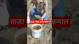 ताज़ा गोबर का कमाल naturalfarming shorts [upl. by Misa]