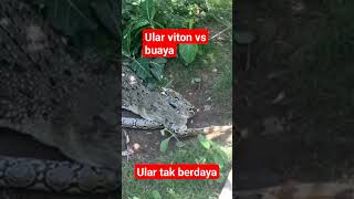 ular viton vs buaya ularphiton buayabesar [upl. by Aekan]