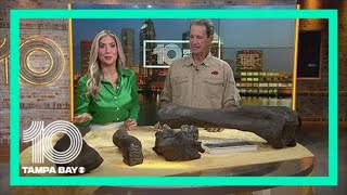 Tampa Bay Fossil Fest happening this weekend [upl. by Leunamme]