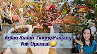 Yuk Operasi Aglaonema Yang Sudah Tinggi how to operate aglaonema with a tall tree trunk [upl. by Alya]