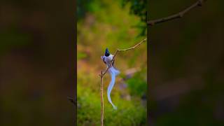 Indian Paradise Flycatcher  Beautiful [upl. by Rubie462]