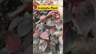 Acalypha Plant  Acalypha wilkesianaCopper plant plants shortsfeed nursery garden shorts [upl. by Gardy88]