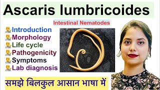 Ascaris lumbricoides in Hindi  Intestinal Nematodes  Life cycle  Pathogenicity  Lab diagnosis [upl. by Nodle]