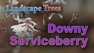 Will a Downy Serviceberry Tree Grow in Your Yard [upl. by Glovsky]