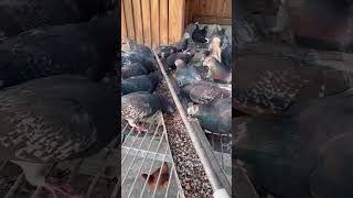 596 Pigeon Racing  Raising pigeons pigeons pets rotanafarm shortpigeons [upl. by Iy37]