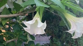 Angel’s Trumpet flower Brugmansia suaveolens [upl. by Nigle]