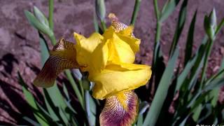 Platesbandes et jardin potager [upl. by Asatan]