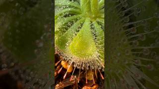 Drosera burmanniiベランダの小さな自然 carnivorousplant Sundew [upl. by Eleonora]