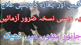 Tympany treatment in cattle  Bloat treatment in cattle جانوروں میں اپھارہ کا علاج [upl. by Geminian]