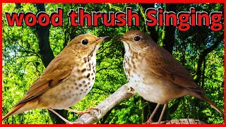 🦜 wood thrush bird song 🦜 The UNWORLDLY Song of the Hermit Thrush 🦜 [upl. by Thorvald]