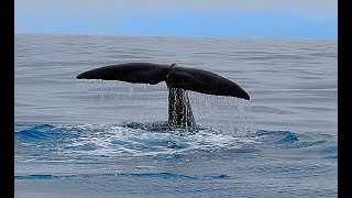 139 WHALE WATCHING IN KAIKOURA  NEW ZEALAND  MAY 2017 [upl. by Einnos730]