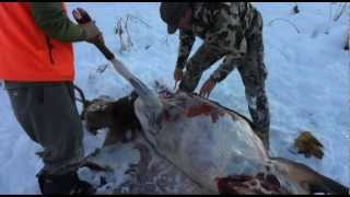 EatWild  How to Debone an Elk Using the Gutless Method  Solo [upl. by Eduam]