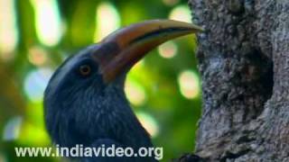 Malabar Grey Hornbill Bird [upl. by Welcher]