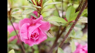 Rhododendron Rosebud Gable Hybrid  Rosebud Azalea [upl. by Fairley]